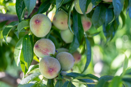 Peach tree branch with juicy fruits in the orchard closeup. selective focusの写真素材