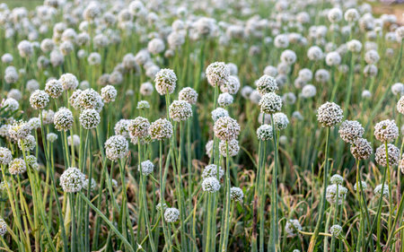 Onion seeds flowers in the field with selective focus.の写真素材