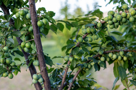 Plum tree produce bumper cropの写真素材