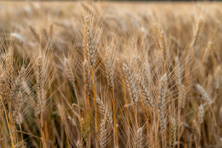 Closeup view of ripe wheat ears in the field. selective focusの写真素材