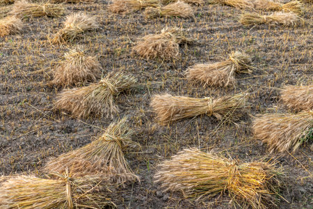 Ripe wheat bundles in the fieldの写真素材