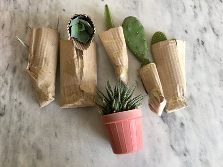 Unboxing cactus and succulent plants bought online from a plant storeの写真素材
