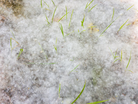 The white fluffy cotton covered the grass top viewの写真素材
