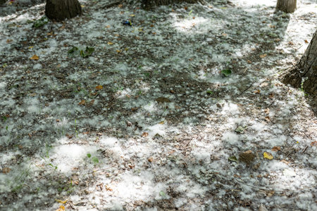 Populus tree white cotton in a spring seasonの写真素材