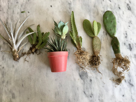 Packing plants with no soil and bare roots to cargo for a customerの写真素材