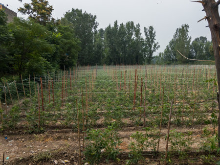 The vine tomatoes variety climbing with the wires attached in the fieldsの写真素材