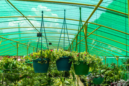 Baby sun rose succulent plants in a hanging pots for sale in a plant nurseryの写真素材