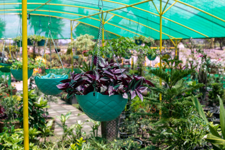 Tradescantia zebrina wandering Jew in a hanging basketの写真素材