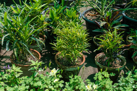 Beautiful crotons mammy plants in pot in plant nursery.の写真素材