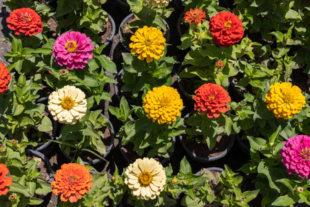 colorful zinnia flowers blooming in the potsの写真素材