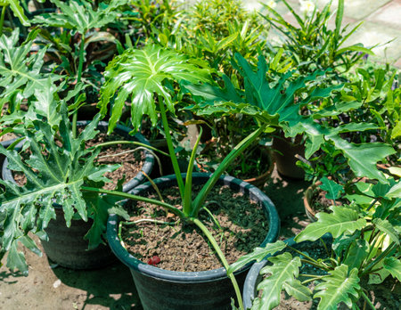 Philodendron selloum in a plant nursery selling for home decor.の写真素材