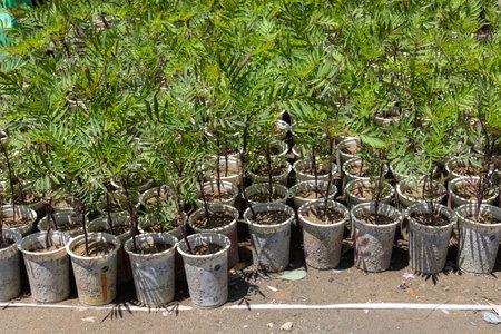 Marigold flower seedlings in plastic cupsの写真素材