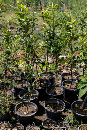 Small apple trees in nursery plastic potsの写真素材
