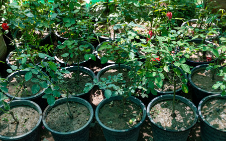 Rose plant seedling in a plastic potsの写真素材