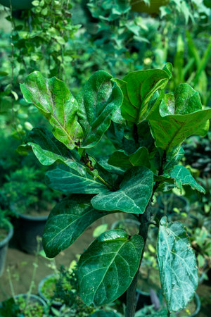 Ficus lyrata infected plant closeupの写真素材