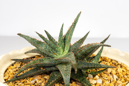Aloe hybrid pink blush succulent top view closeup .selective focus.の写真素材