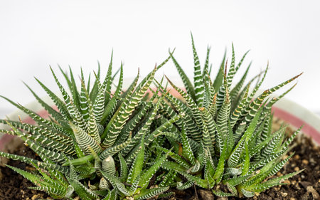 Close up a zebra cactus isolated on white background with copy space.の写真素材