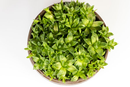 Haworthia Cooperi rosette succulent with thick translucent leaves isolated on a white background.の写真素材