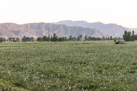 Blooming onion plants in the agricultural fieldの写真素材