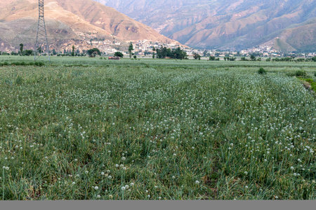 Onion crop in the fields in summer wide angle view.の写真素材