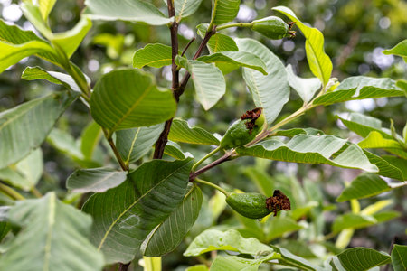 Small guava fruit growing on a fruit tree. Selective focus.の写真素材
