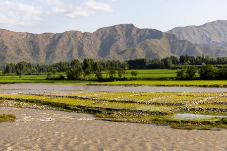 Beautiful rice fields landscape view after rain in the valleyの写真素材