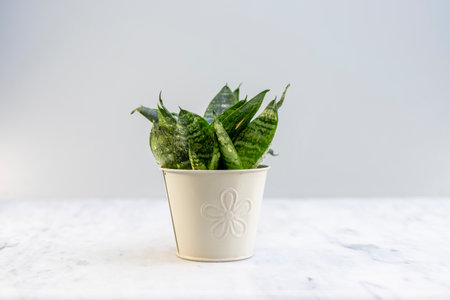 Sansevieria Hahnii or Birdâs nest snake plant in a beautiful iron potの写真素材