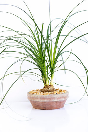 Beaucarnea recurvata ponytail palm isolated on white backgroundの写真素材