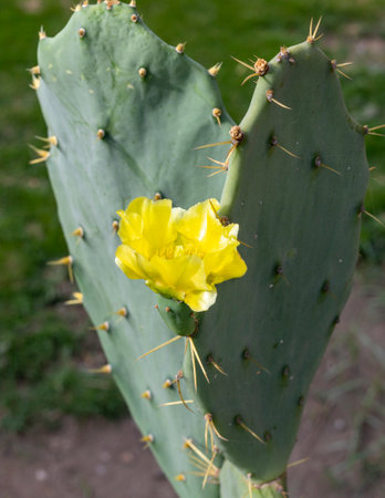 Prickly pears cactus Opuntia with yellow flower closeupの写真素材