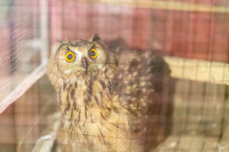 Owl in a cage. Bird at the zoo. Wild owl behind bars.の写真素材