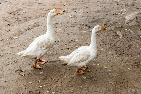 A pair of white geese are walking to the lakeの写真素材