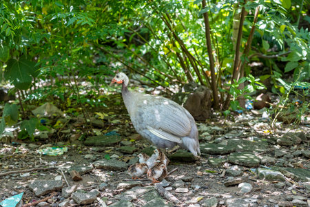 Caring silver mother guinea fowl hen takes care of her newborn day one chicksの写真素材