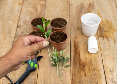 Holding an olive tree stem in hand to plant in a pot. Growing trees concept.の写真素材