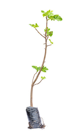 fig tree sapling in plastic bag isolated on white backgroundの写真素材