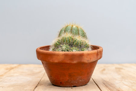 Notocactus magnificus in terracotta potの写真素材