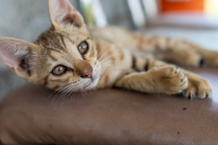Closeup of a stray kitten sleeping on the chair. Selective focus.の写真素材