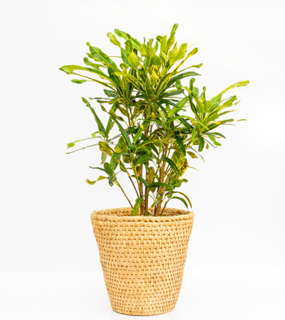 Croton codiaeum mammi in a decorative basket isolated on white backgroundの写真素材