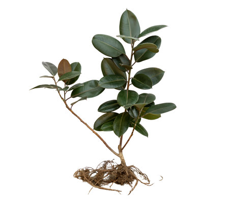Ficus elastica rubber tree with bare roots isolated on white backgroundの写真素材