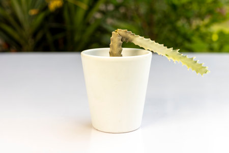 White ghost cactus roots rot closeupの写真素材