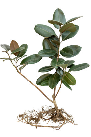Rubber tree with roots on white isolated backgroundの写真素材