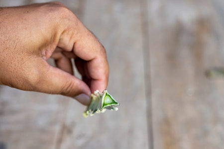 Holding a cactus cutting in hand. Closeup with selective focusの写真素材