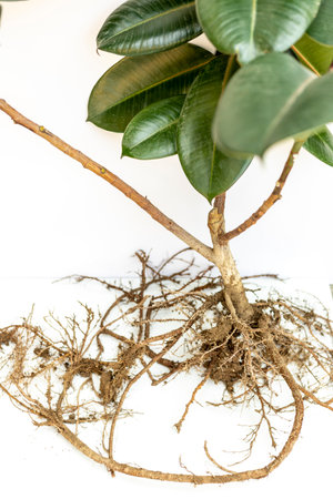 Closeup view of a root system of tree isolated on white backgroundの写真素材
