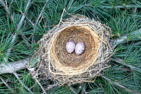 Bulbul bird nest with eggs on a tree branch. High angle view with selective focus.の写真素材