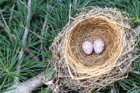 Cardinal bird nest with two eggs on a tree branch in the forestの写真素材