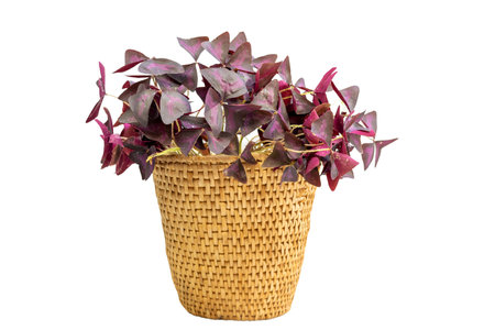 Purple Shamrock or false Shamrock in a wicker basket planter potの写真素材
