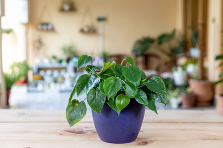 Philodendron hederaceum green leaves plant in a decorative pot.の写真素材