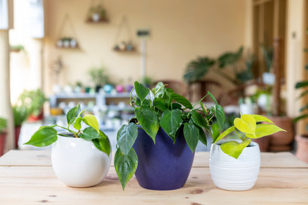 Different varieties of neon, green and variegated leaf of philodendron brazil plants in ceramic pots.の写真素材