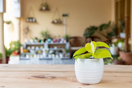 The lime green leaves of a heart-leaf philodendron plant in a white ceramic flowerpot.の写真素材