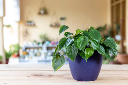 'Philodendron hederaceum scandens brasil green leaves house plant with selective focus and blurred backgroundの写真素材