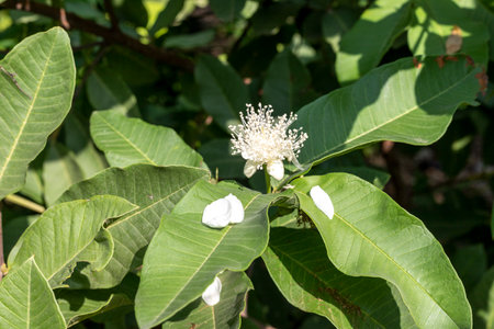 Guava flower blooming in the garden on a guava fruit treeの写真素材